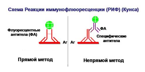 Рниф это. Реакция непрямой иммунофлюоресценции схема. Прямой метод флюоресцирующих антител. Реакция иммунофлюоресценции (риф) (метод Кунса). Реакция иммунофлюоресценции риф прямой и непрямой метод.